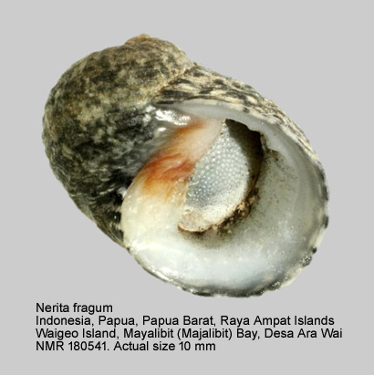 Nerita fragum.jpg - Nerita fragum Reeve,1855